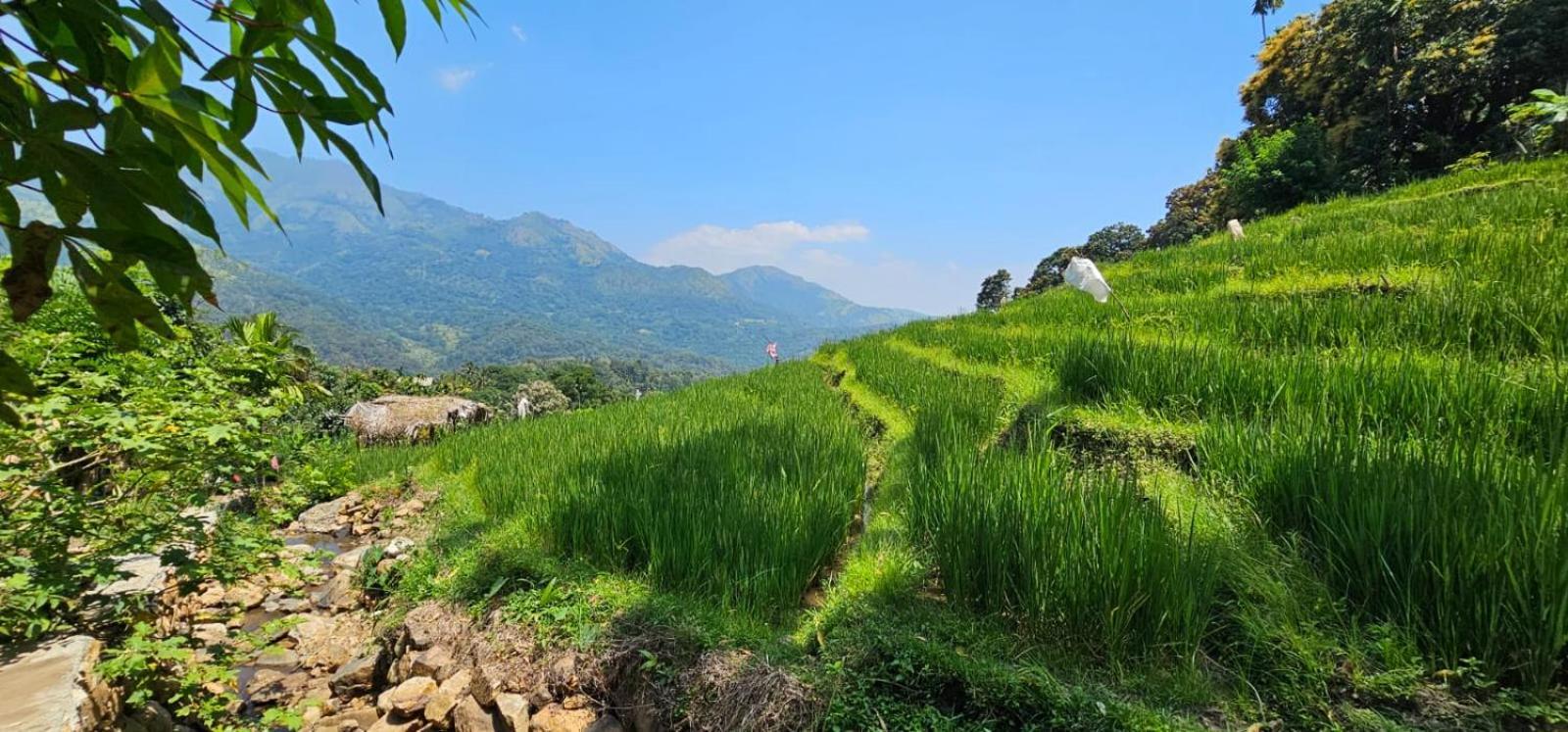 Kingdom Of Rustic Ella Villa Bagian luar foto